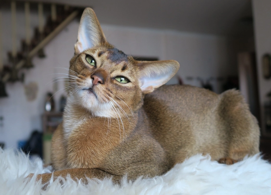 grey Abyssinian cat grey Abyssinian cat