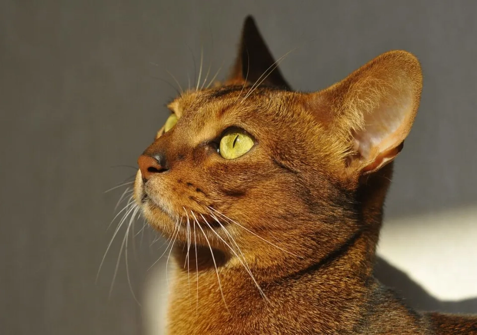 Abyssinian cat colors Abyssinian cat colors