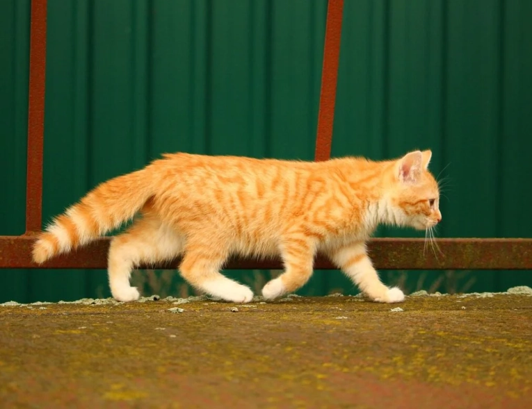 Can Abyssinian cats be white?