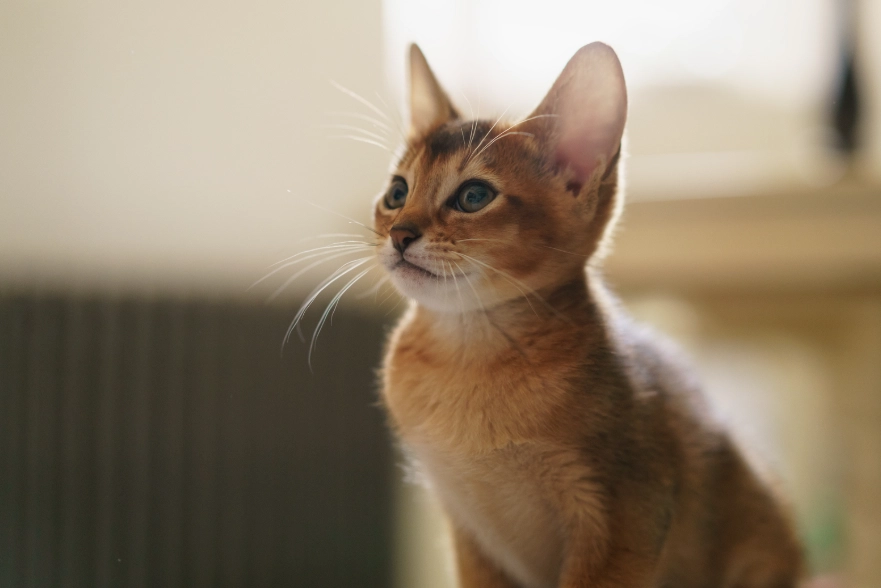 Abyssinian cat identification