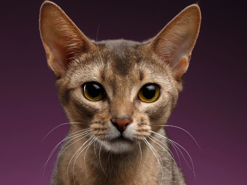 Abyssinian cat personality Abyssinian cat personality