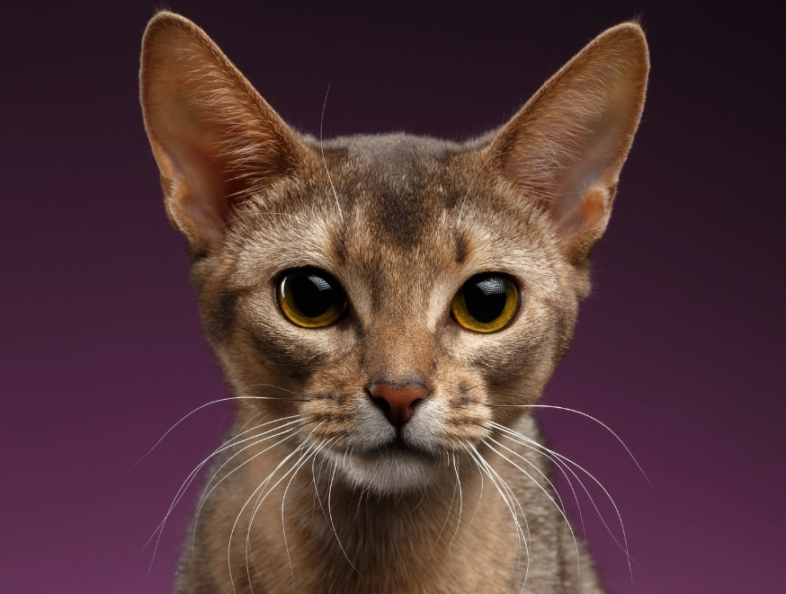 Abyssinian cat health