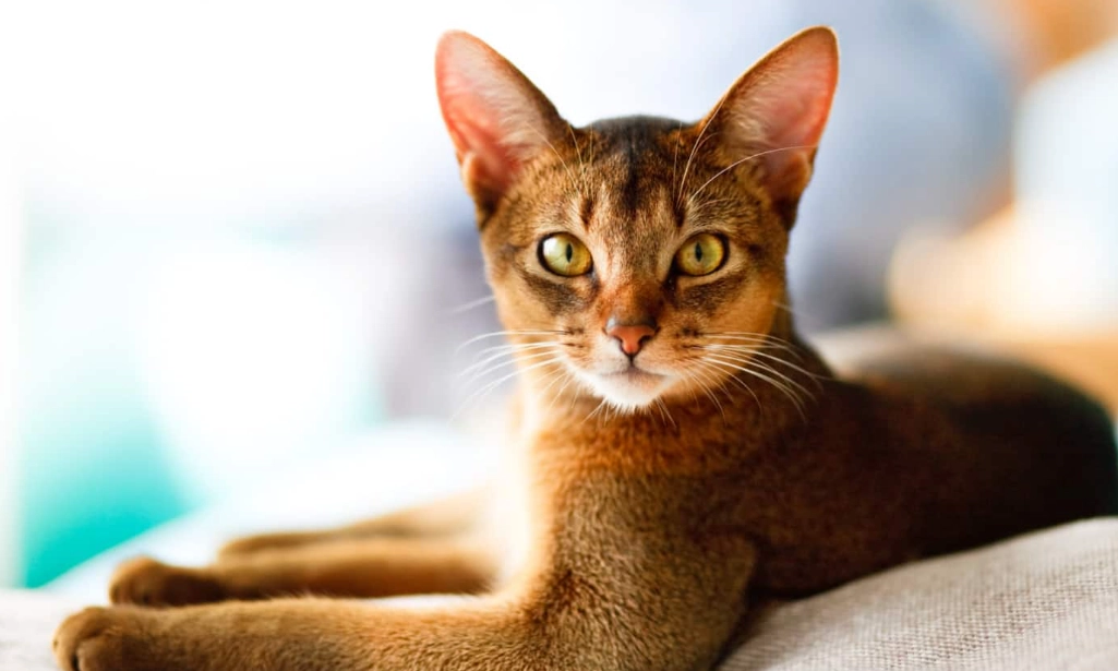 Abyssinian cat grooming
