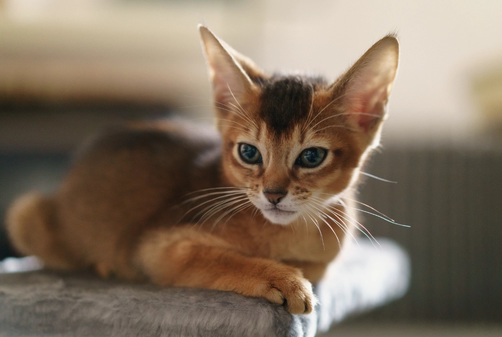 how long do Abyssinian cats live
