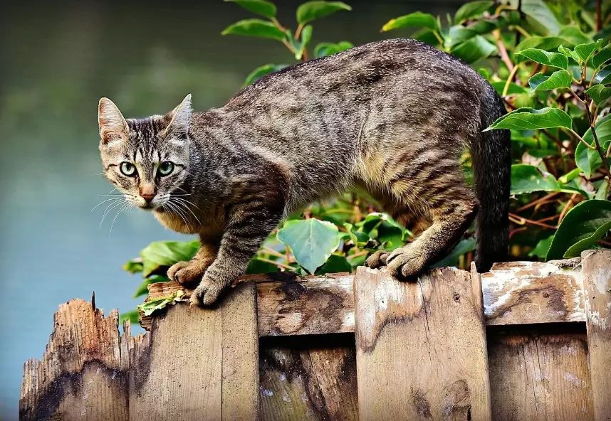 Abyssinian mix cat