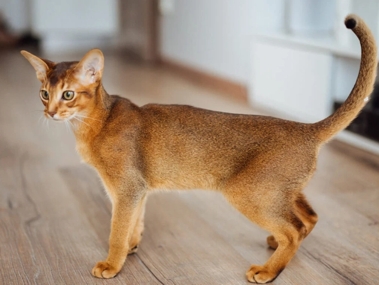 Abyssinian mix cat