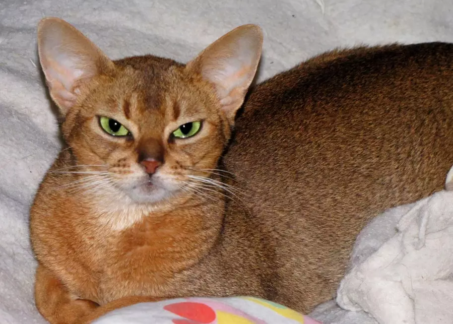 Abyssinian cat ruddy Abyssinian cat ruddy