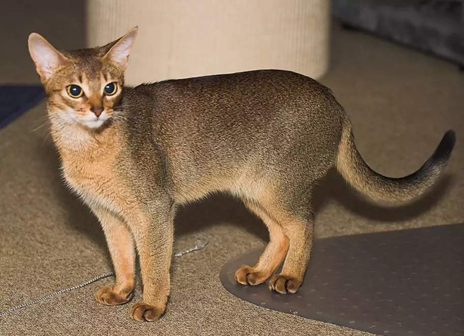 Abyssinian cat coat colors Abyssinian cat coat colors