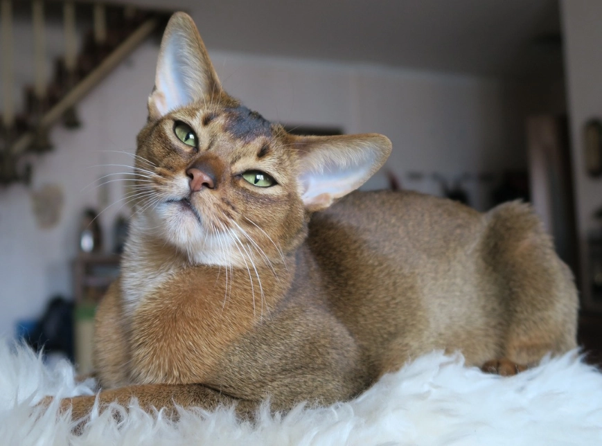 Abyssinian cat care Abyssinian cat care
