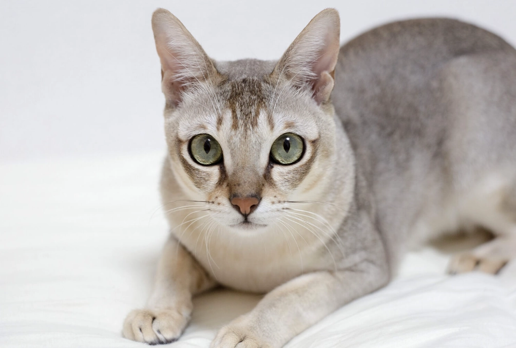 Abyssinian Cat white and grey