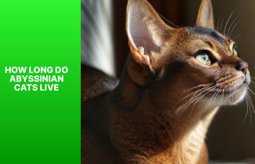 What is the lifespan of an Abyssinian cat?