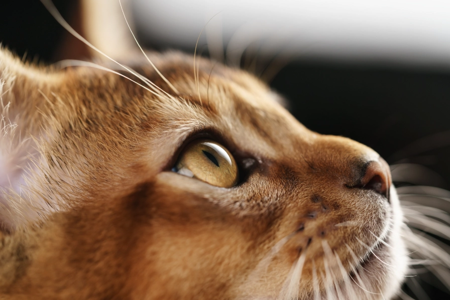 How to tell if your cat is Abyssinian?