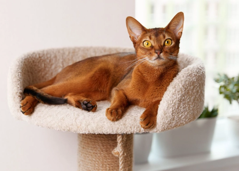 Abyssinian cat personality