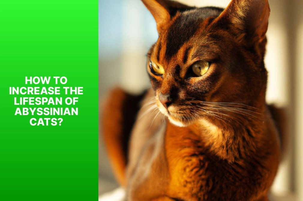 Abyssinian cat health