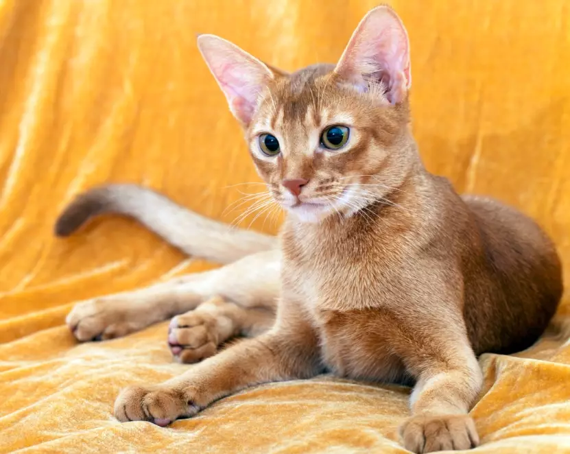 Can Abyssinian cats be orange?