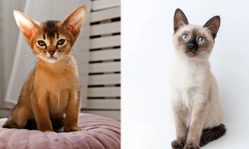 Abyssinian cat colors