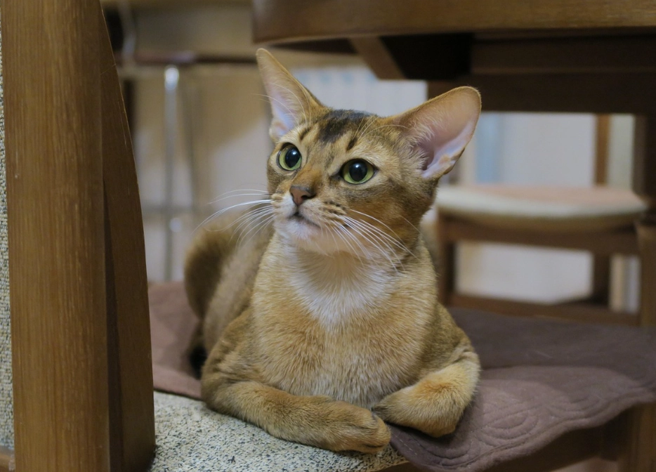 Abyssinian cat personality