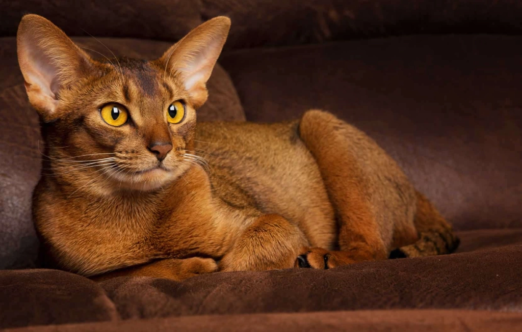 orange and white cat