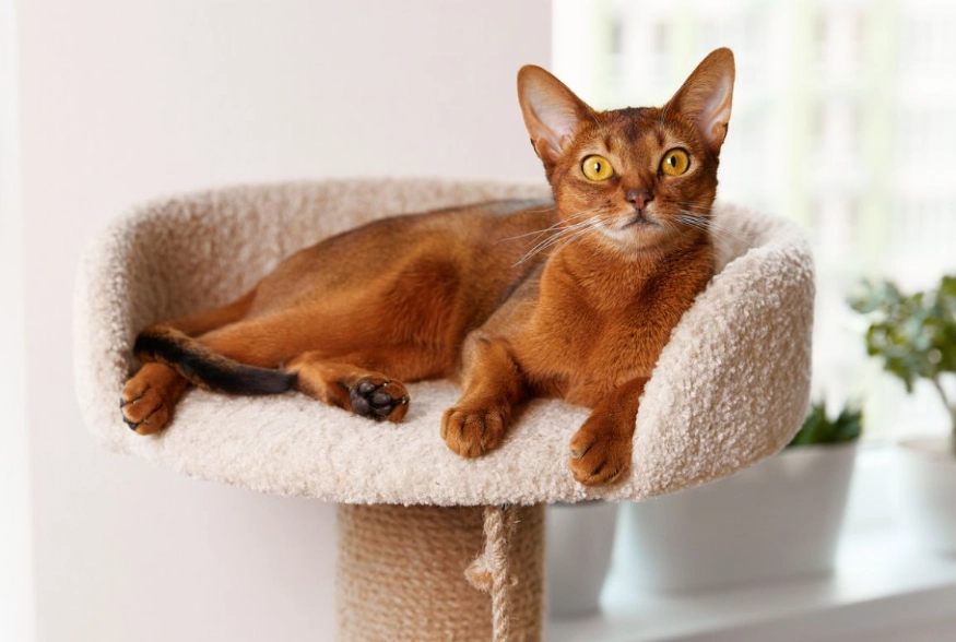 Abyssinian cat identification
