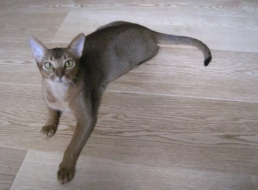 white Abyssinian cat white Abyssinian cat