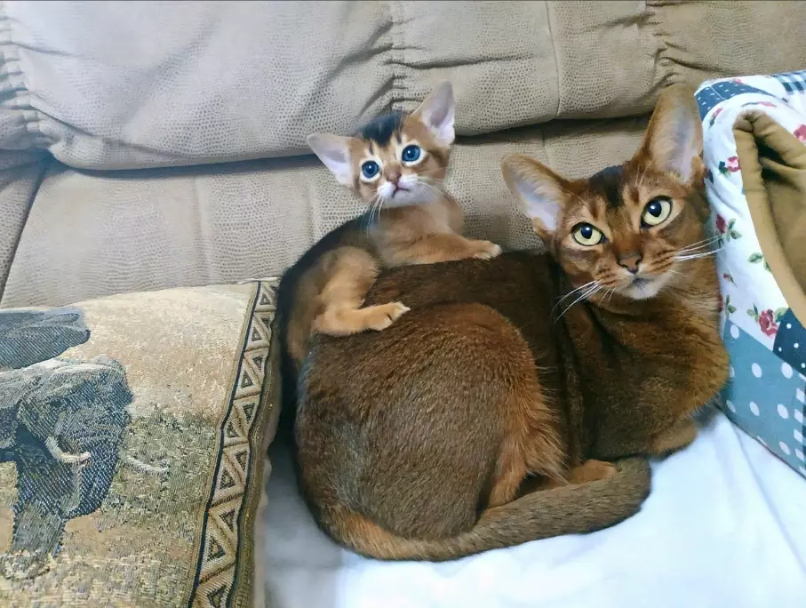 Are Abyssinian cats affectionate Are Abyssinian cats affectionate
