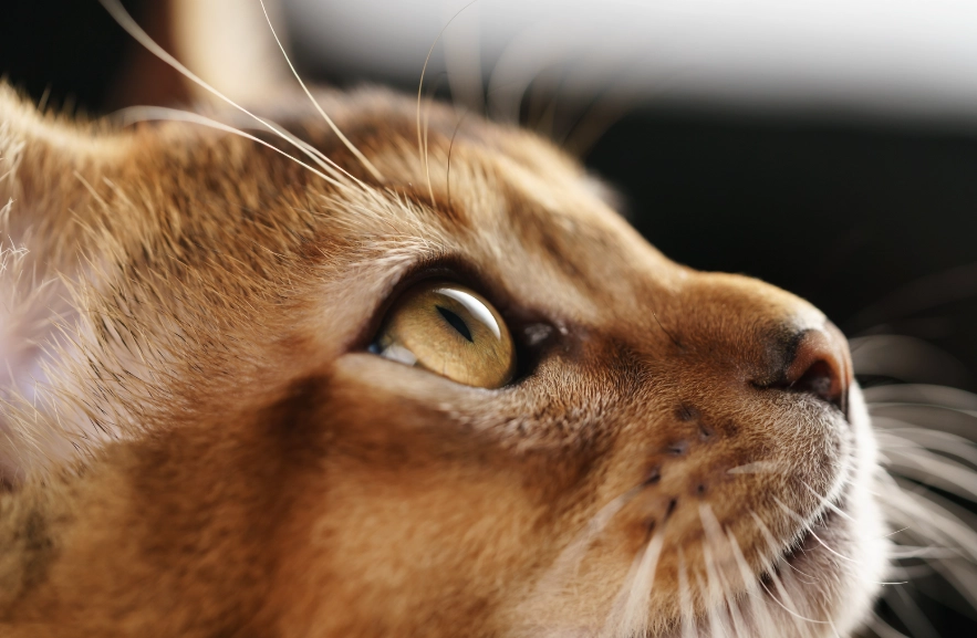 Tabby Abyssinian mix