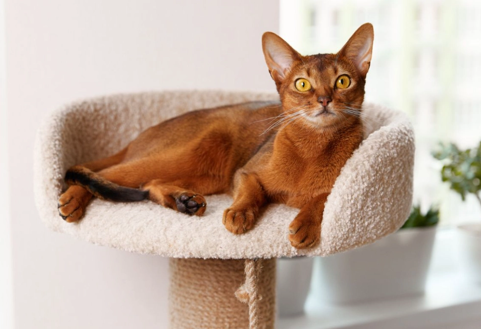 Abyssinian breed standard