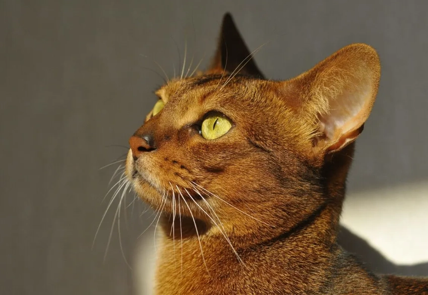 Abyssinian with kids
