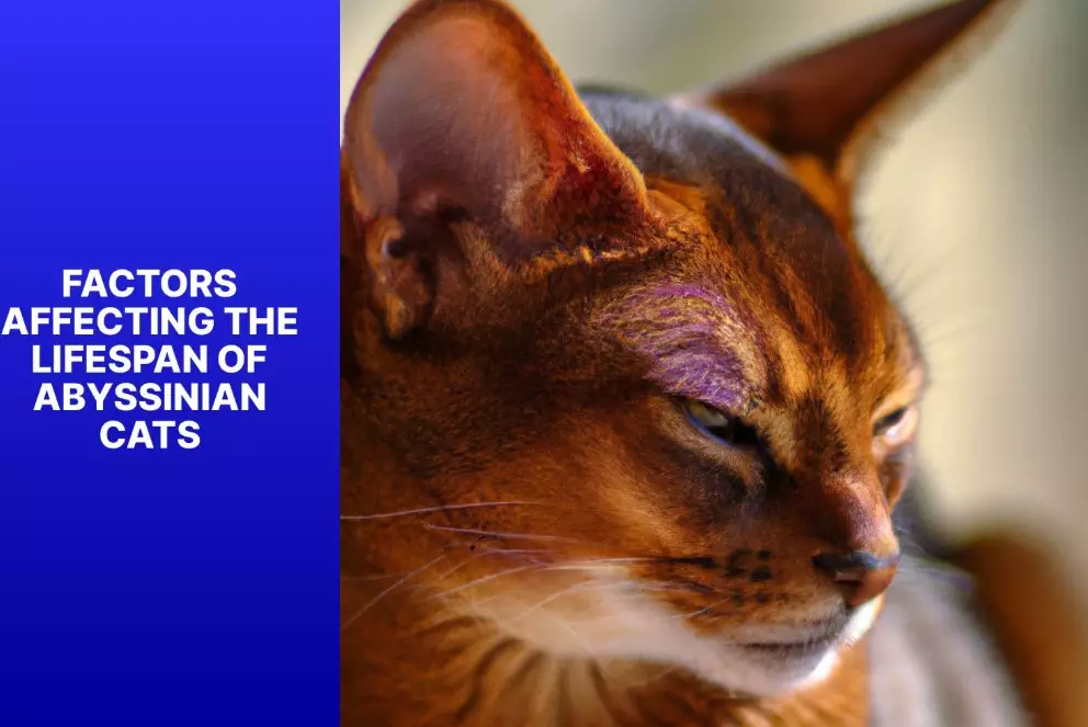 how long do Abyssinian cats live