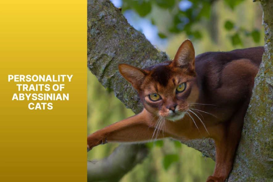 Abyssinian cat traits