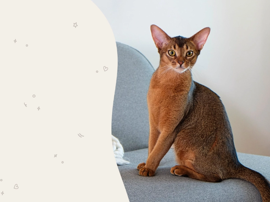red Abyssinian cat red Abyssinian cat