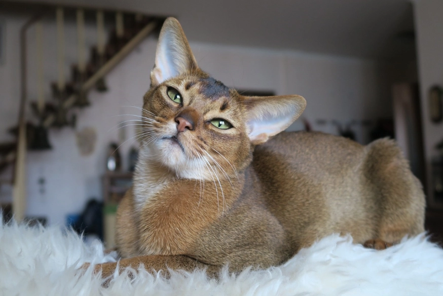 Abyssinian with kids