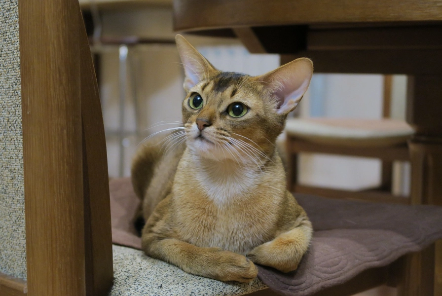 Abyssinian cat personality