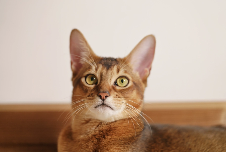Abyssinian cat traits