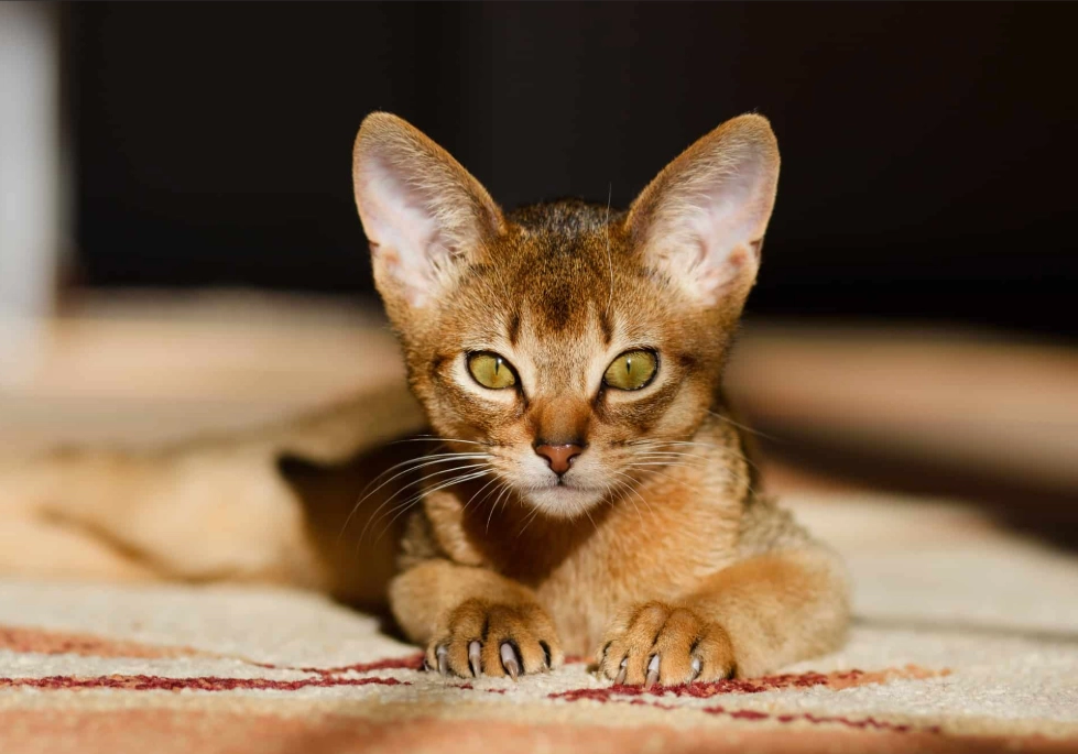 Abyssinian cat orange and white