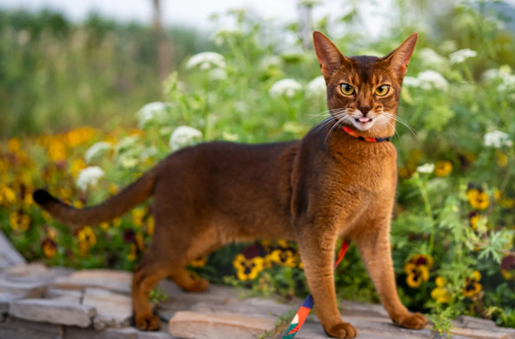 Abyssinian cat orange tabby