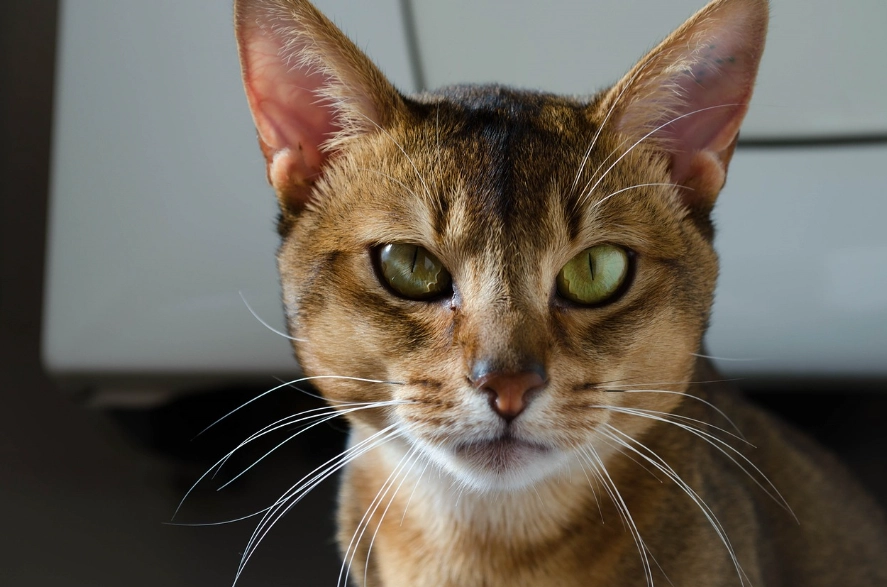 Are Abyssinians good family cats?
