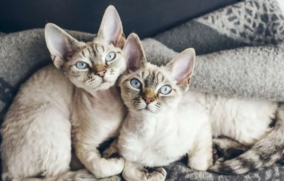 best cat for allergies with fur best cat for allergies with fur