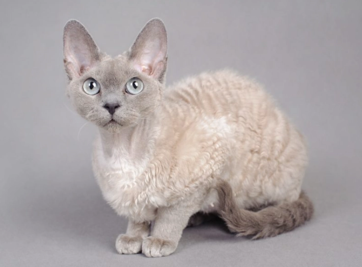 What is the most hypoallergenic cat with fur?