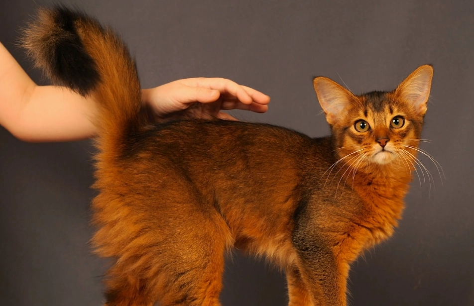 low allergen cats low allergen cats