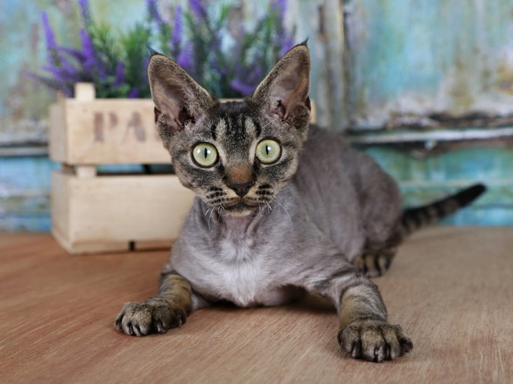 hypoallergenic cats with fur hypoallergenic cats with fur