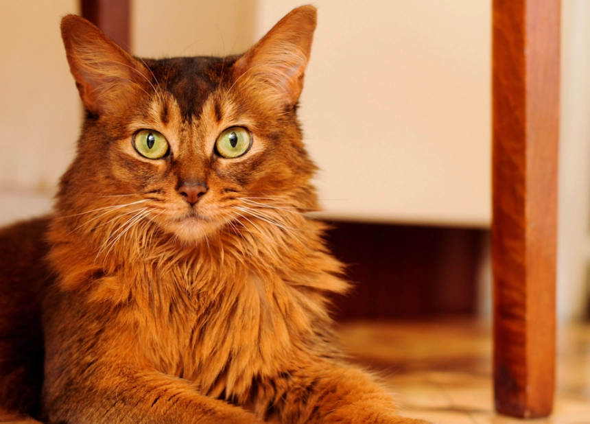 Somali cat allergy Somali cat allergy