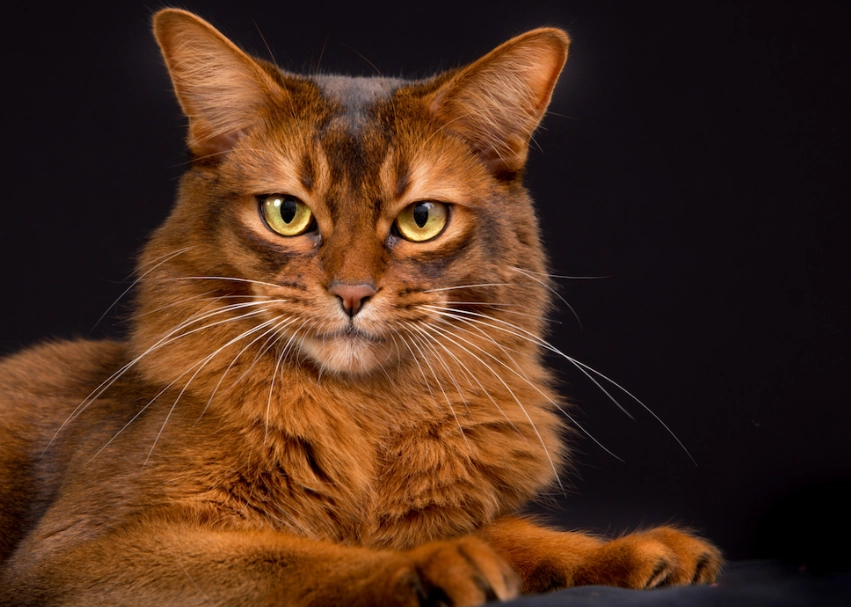 Are Somali cats hypoallergenic