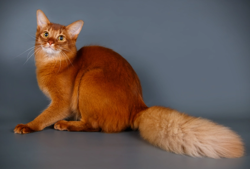 low allergen cats low allergen cats