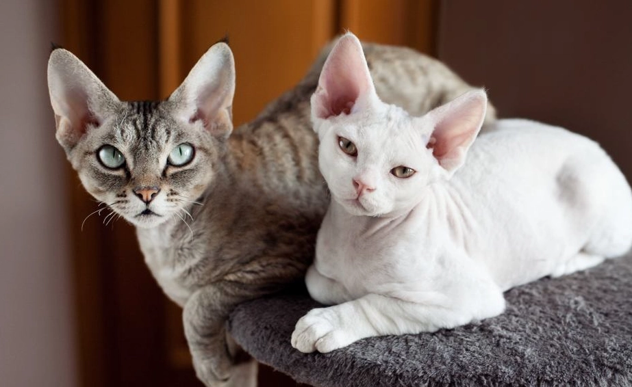 best cat for allergies with fur best cat for allergies with fur