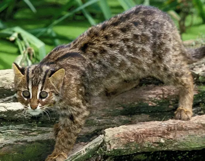 asian leopard cat weight