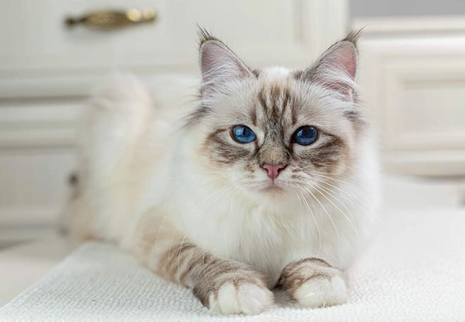 are Birman cats affectionate are Birman cats affectionate