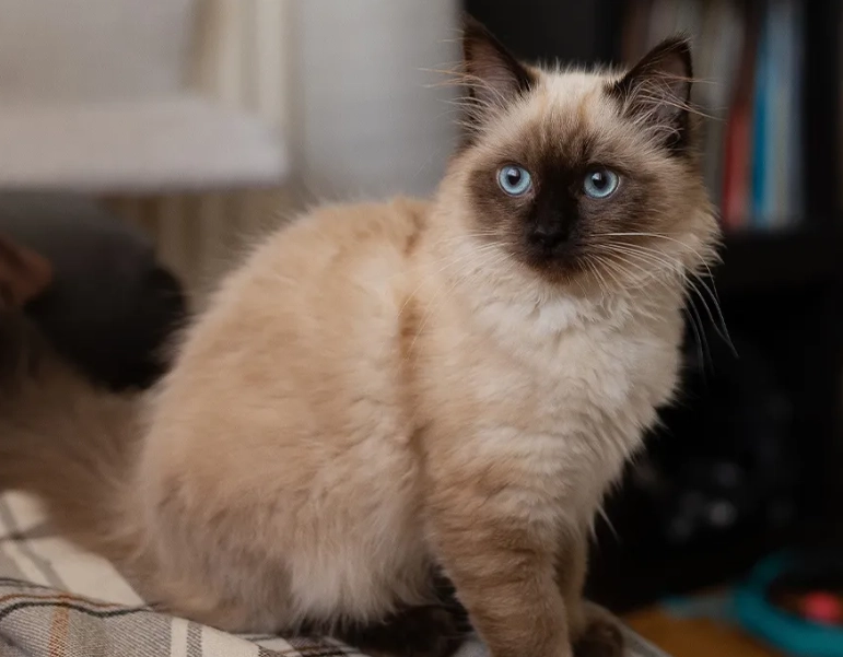 gentle cat breeds gentle cat breeds