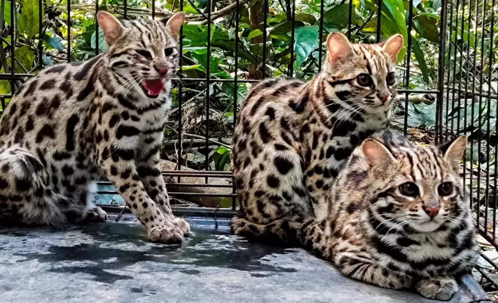 Leopard cat size