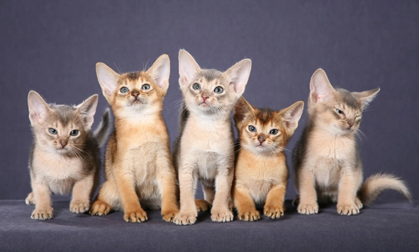 Abyssinian cat colors